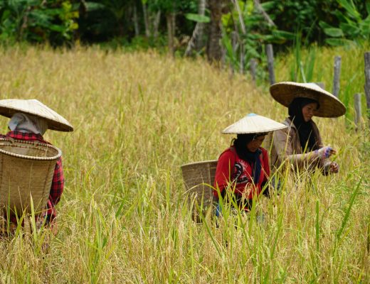 The indigenous women are harvesting the rice in Central Borneo